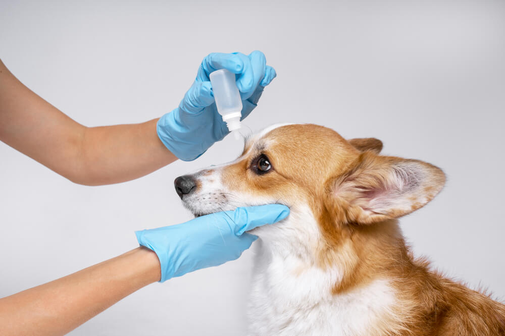 Dog Eye Gunk What It Is & How Exactly To Deal With It