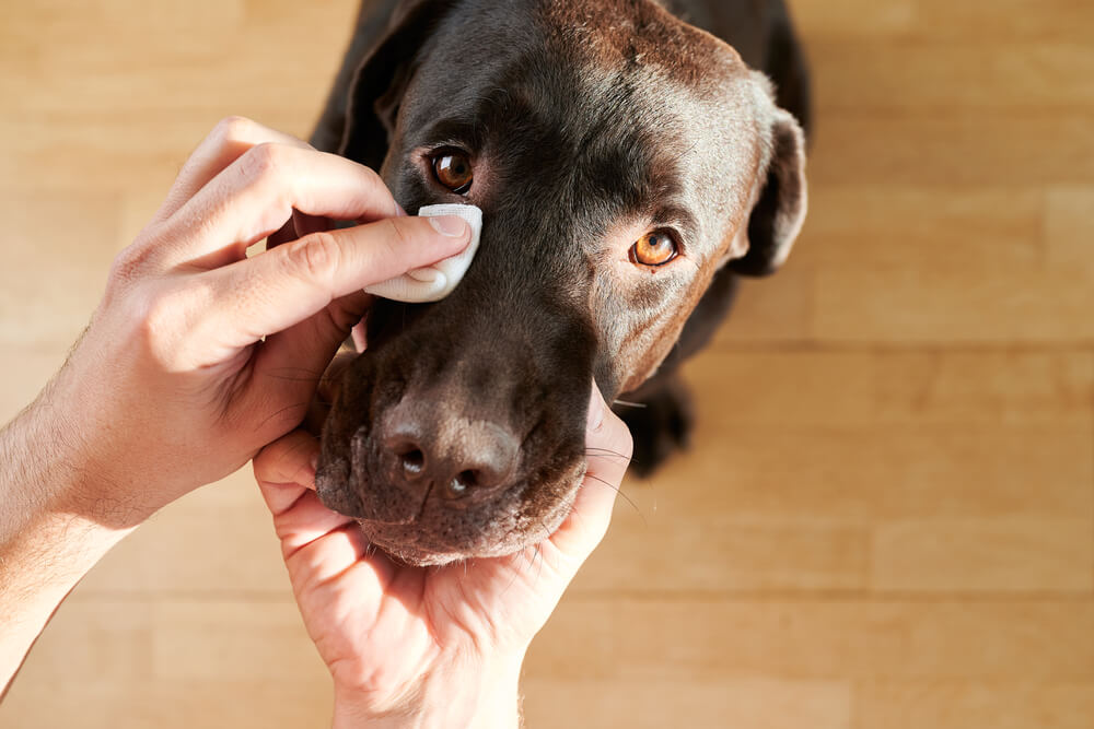 Dog Eye Gunk What It Is & How Exactly To Deal With It