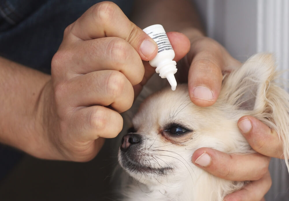 Dog Eye Gunk What It Is & How Exactly To Deal With It