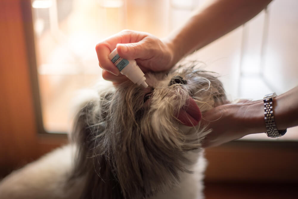 Dog Eye Gunk What It Is & How Exactly To Deal With It