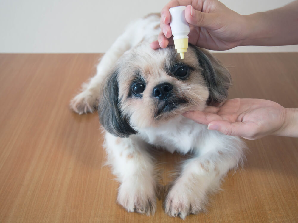 Dog Eye Gunk What It Is & How Exactly To Deal With It