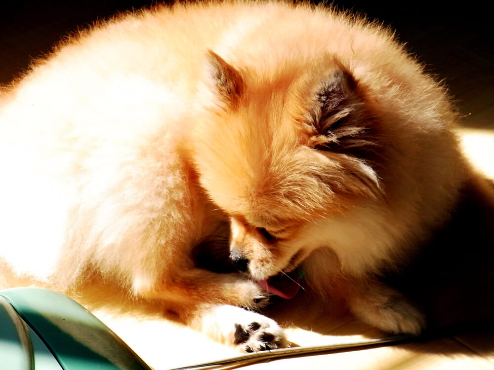 What Should I Do If My Dog Keeps Licking His Paws?