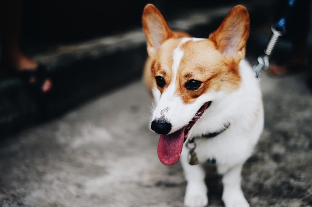 How Long Will My Mutt Live