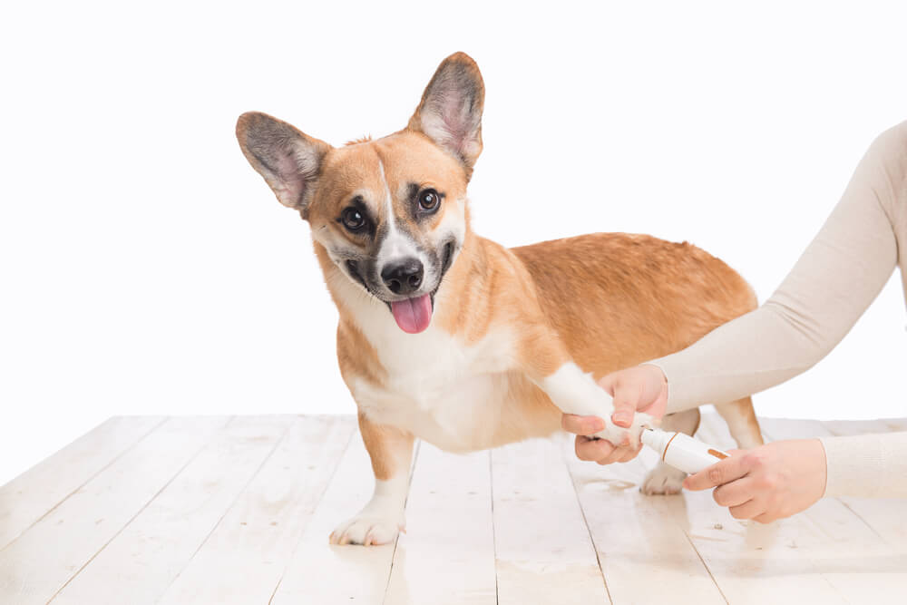 What to Do if Your Dog's Nail Has Ripped Off?