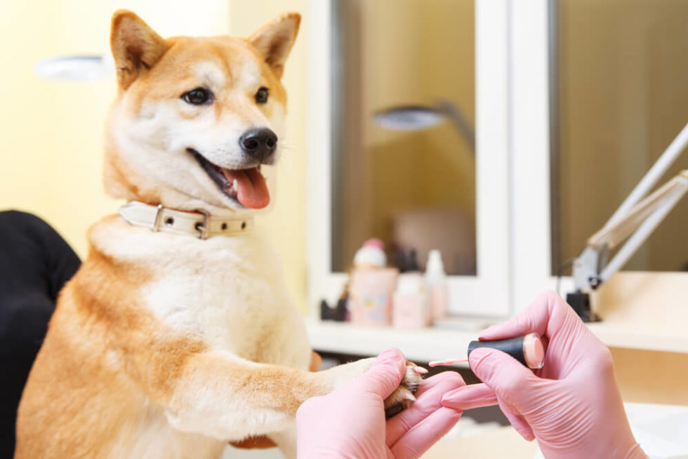 What to Do if Your Dog's Nail Has Ripped Off?