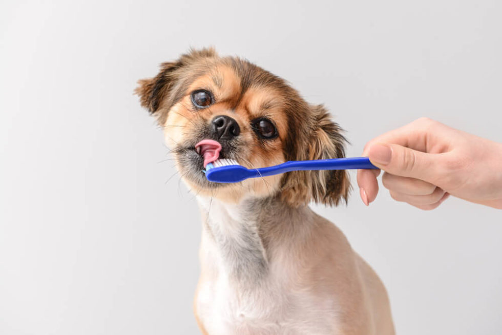 Dental Cleaning For Senior Dogs at Ralph Steele blog