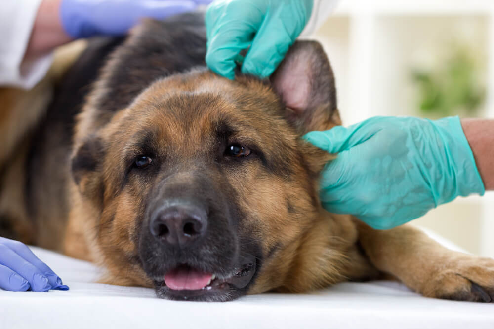 Could Your Dog Have a Yeast Infection?