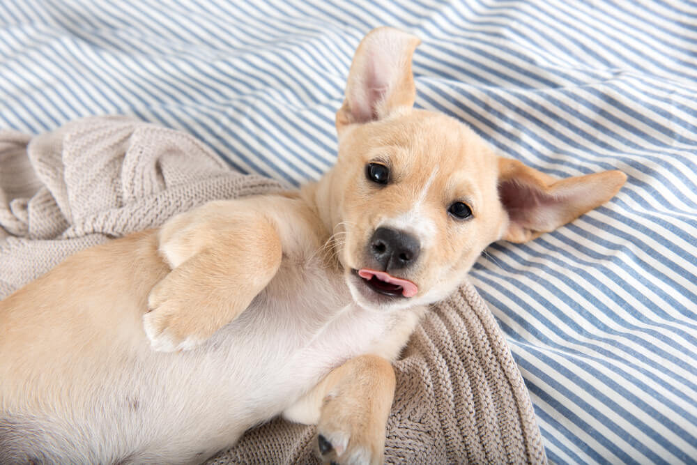 Do Dogs Outgrow Zoomies