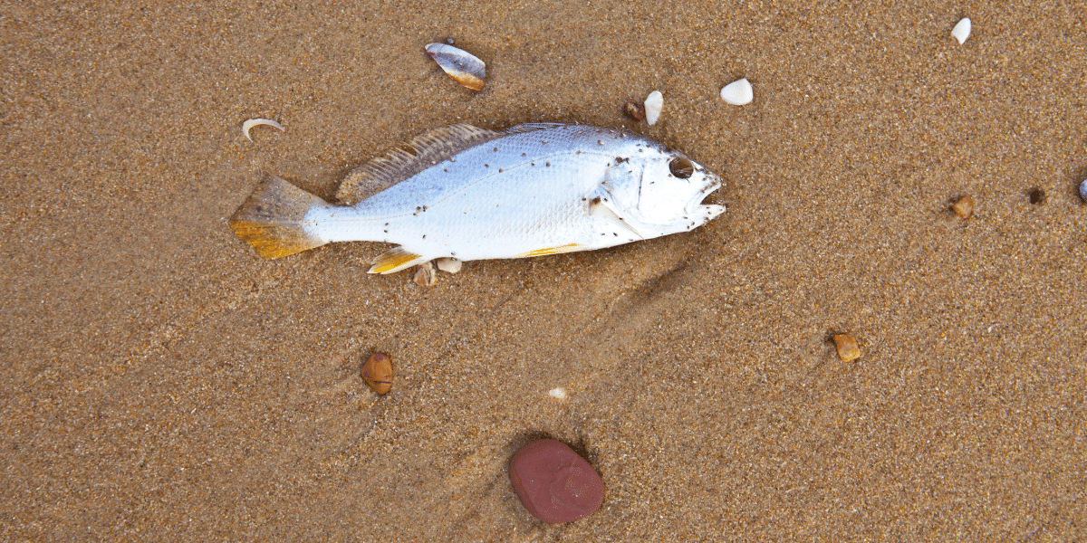 DNR Predicts Heavy Natural “Winter Fish Kill” WGRT