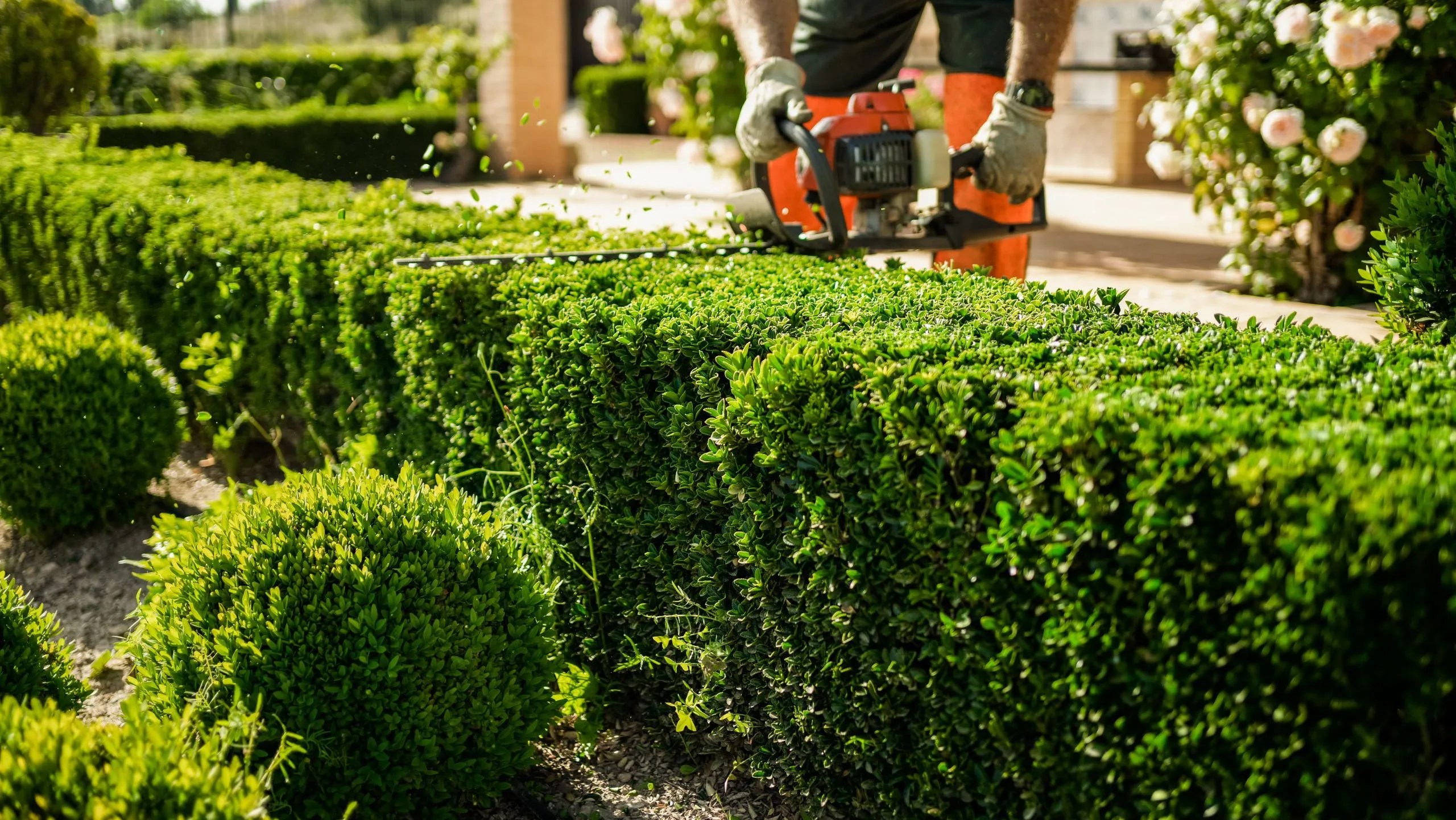5 Types Of Hedge Trimming Techniques WGS Tree Services
