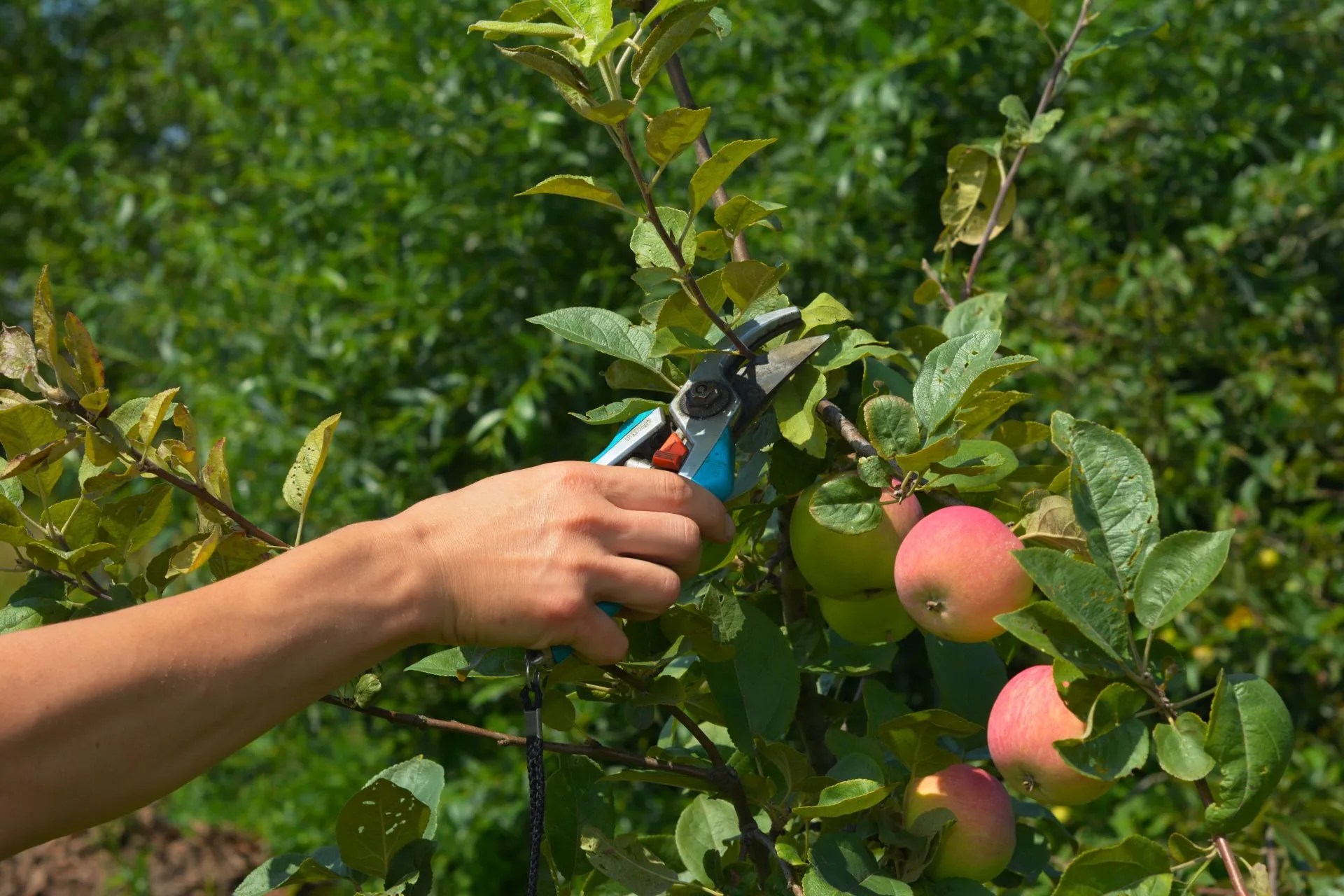 Pruning Advice When To Prune Apple Trees WGS Tree Services