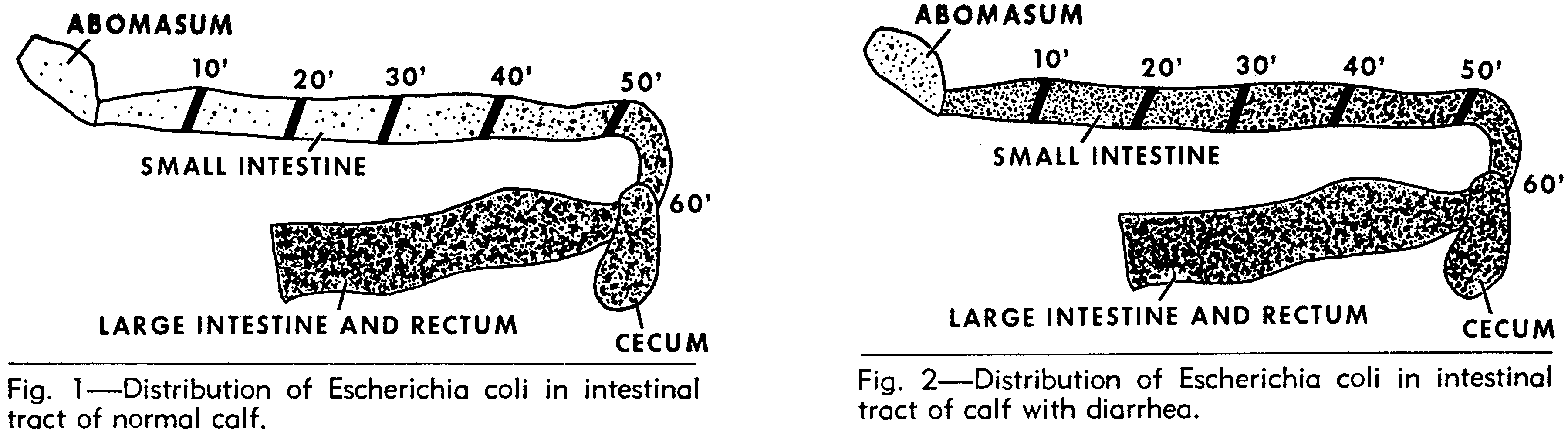 definition birth canal kullee