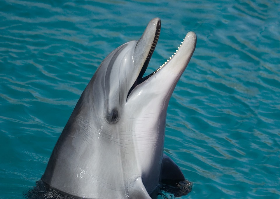 Echolocation 101 How dolphins see with sound
