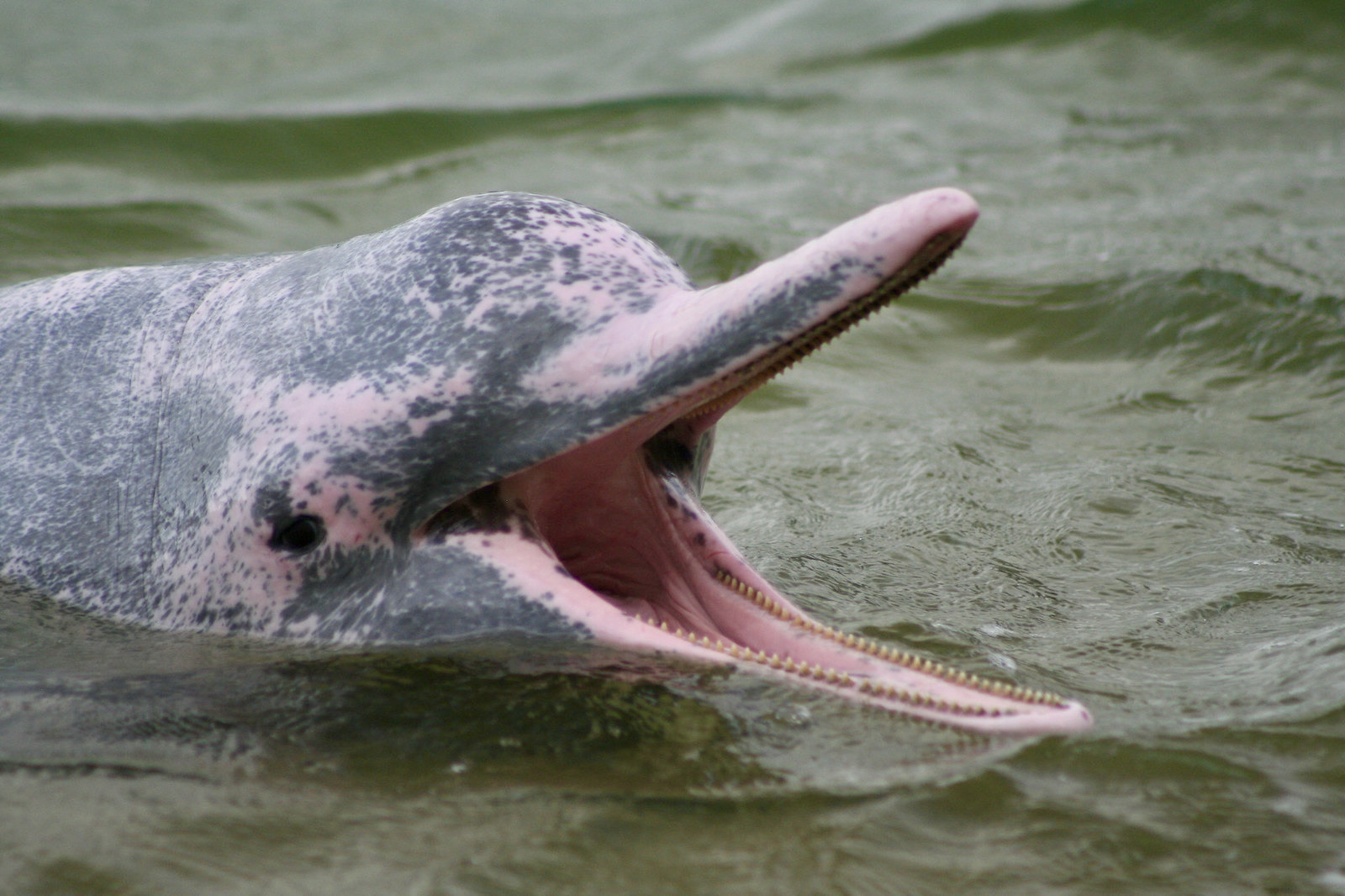 IndoPacific humpback dolphins learn about the pink dolphins