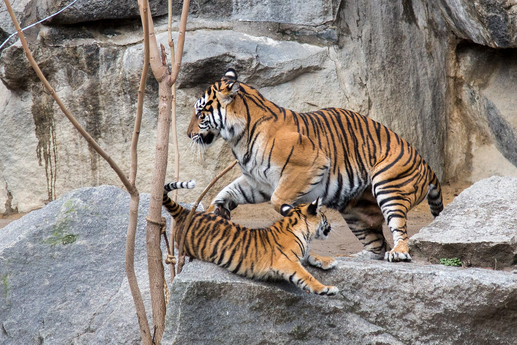 The Tiger Cub hedge funds are killing it once again. 20 yrs after Tiger