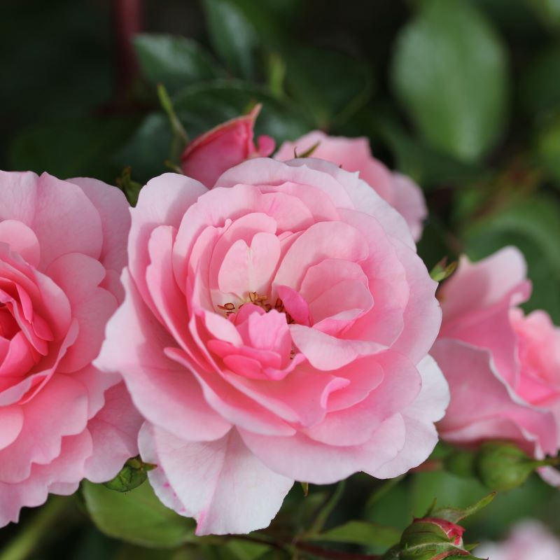Whartons Garden Roses Wholesale Roses Roses Breeders Whartons
