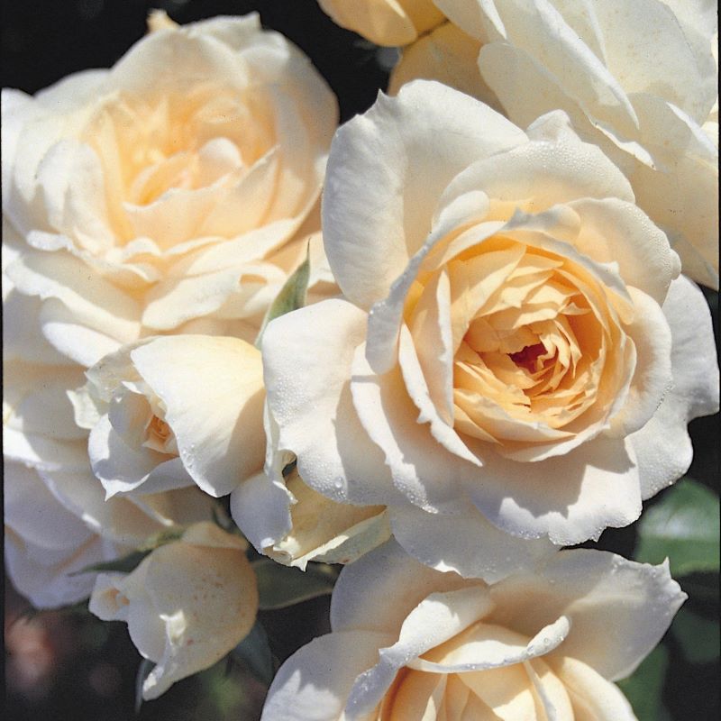 Whartons Garden Roses Wholesale Roses Roses Breeders Whartons