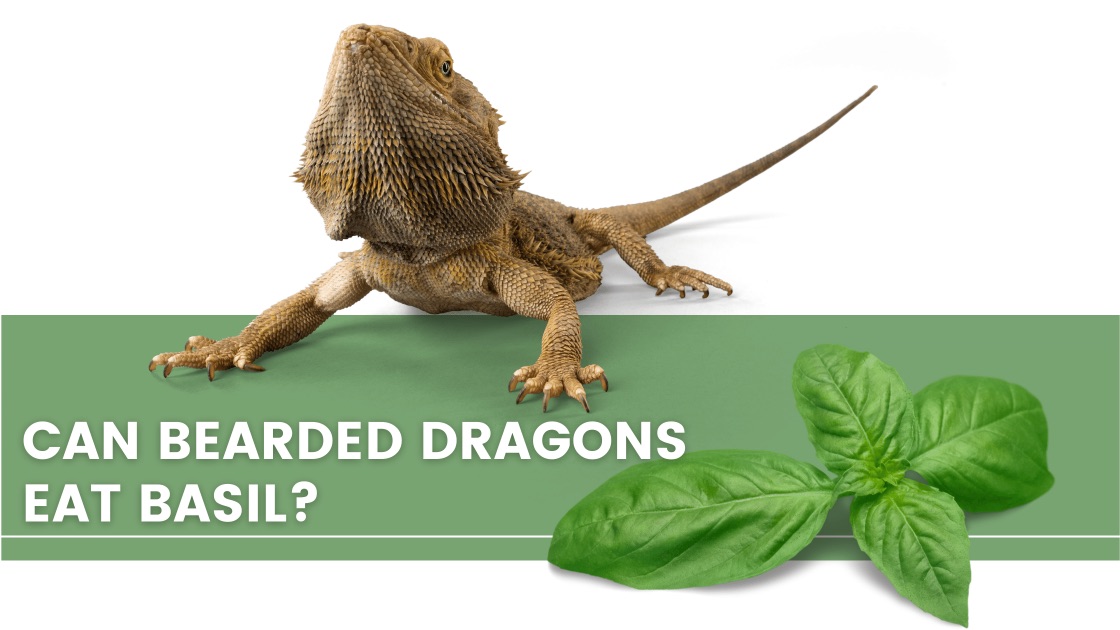 ᐅ Can Bearded Dragons Eat Basil? Toxic or Healthy