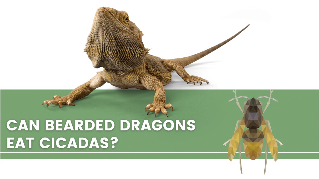 ᐅ Can Bearded Dragons Eat Cicadas? Toxic or Healthy
