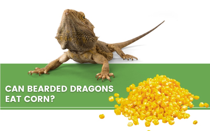 ᐅ Can Bearded Dragons Eat Corn? Toxic or Healthy