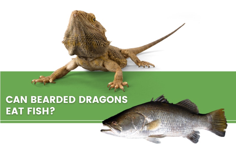 ᐅ Can Bearded Dragons Eat Fish? Toxic or Healthy