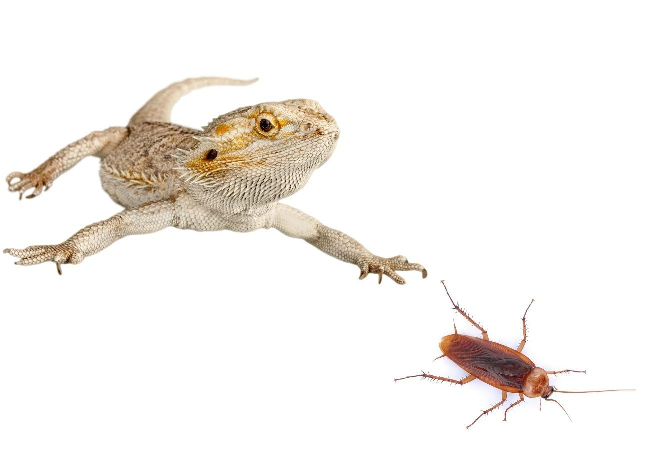ᐅ Can Bearded Dragons Eat Cockroaches? Toxic or Healthy