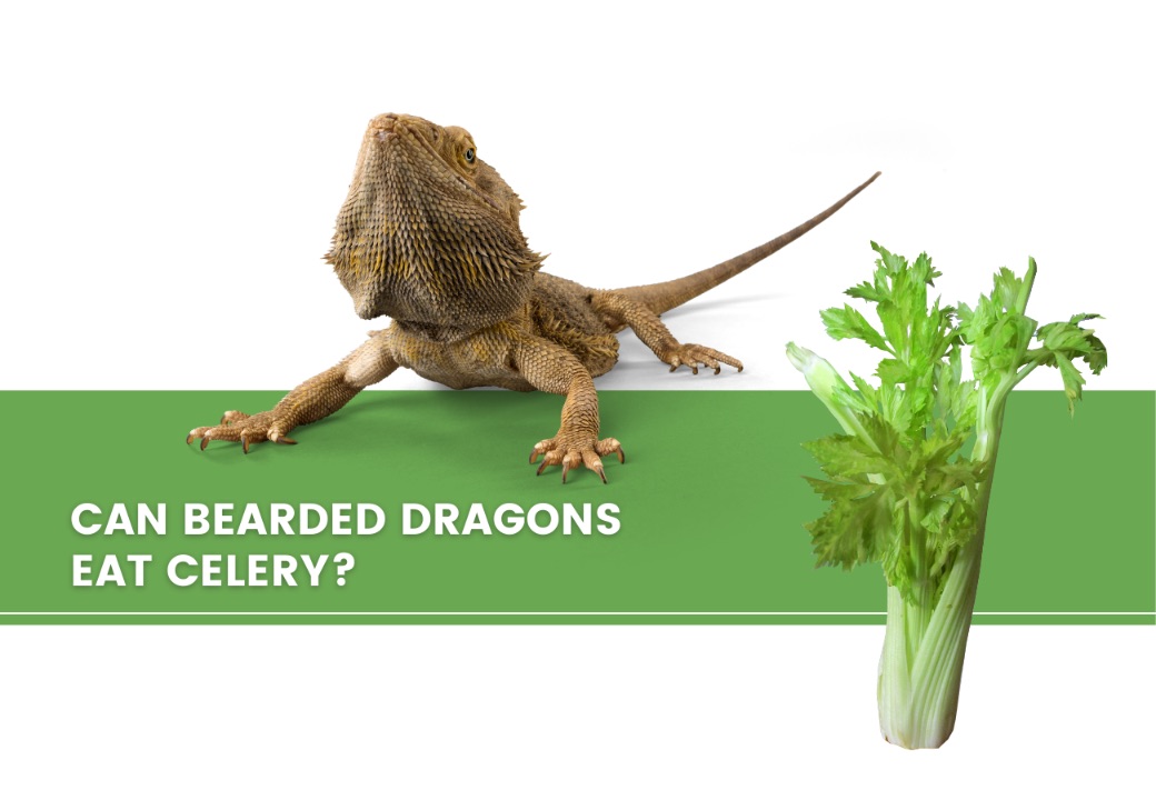 ᐅ Can Bearded Dragons Eat Celery? Toxic or Healthy