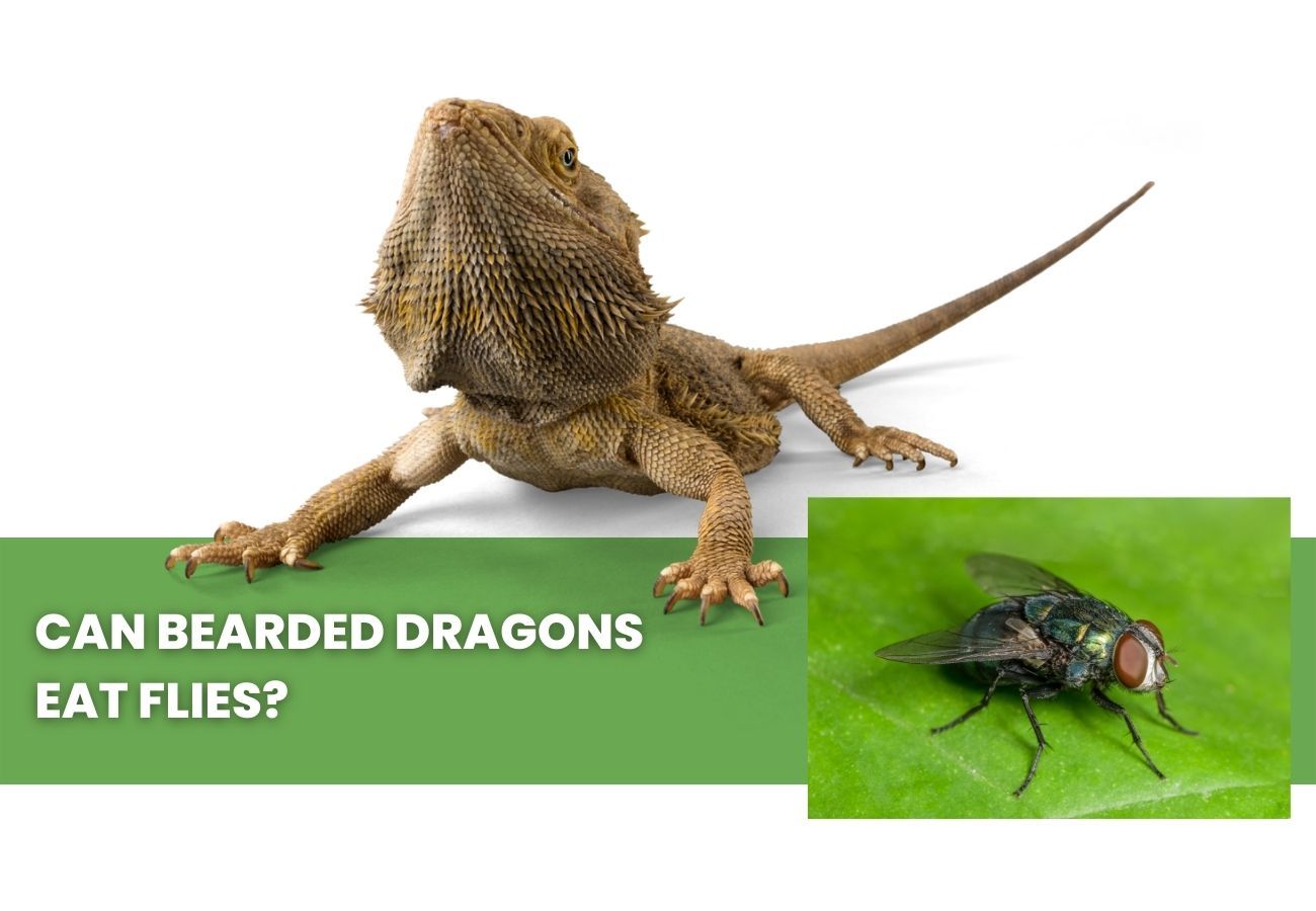 ᐅ Can Bearded Dragons Eat Flies? Toxic or Healthy