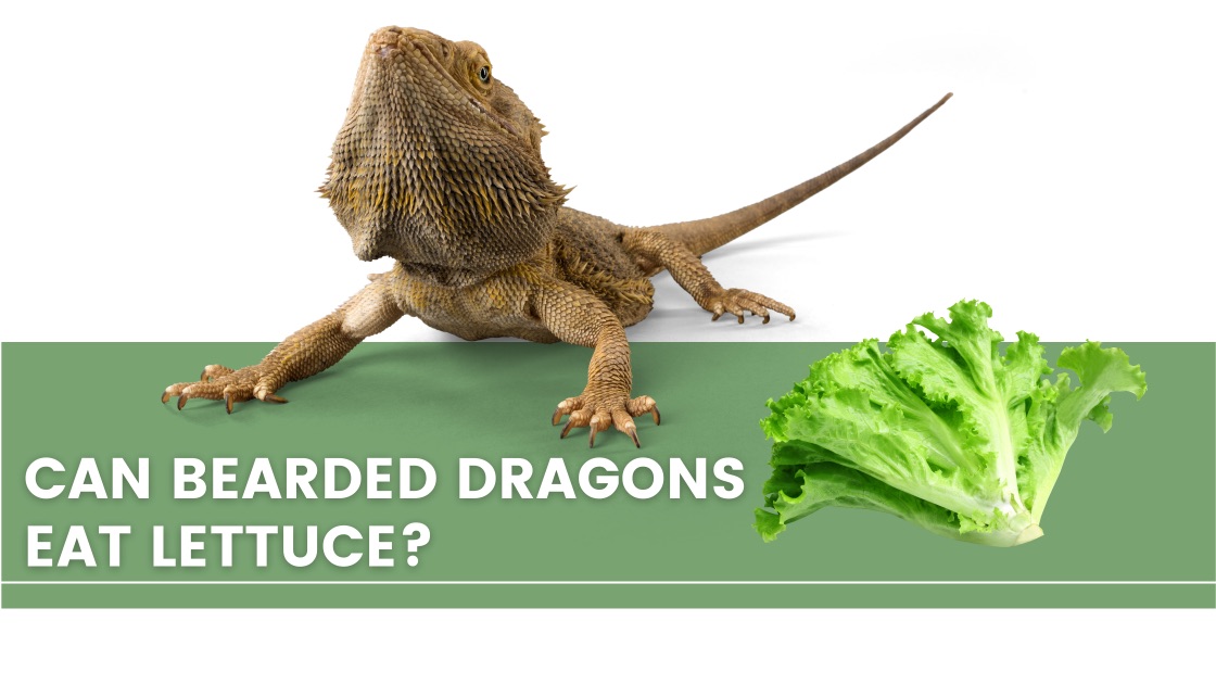 ᐅ Can Bearded Dragons Eat Lettuce? Toxic or Healthy