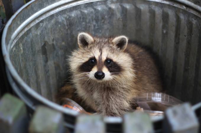ᐅ Do Raccoons Eat Snakes? Venomous or Not