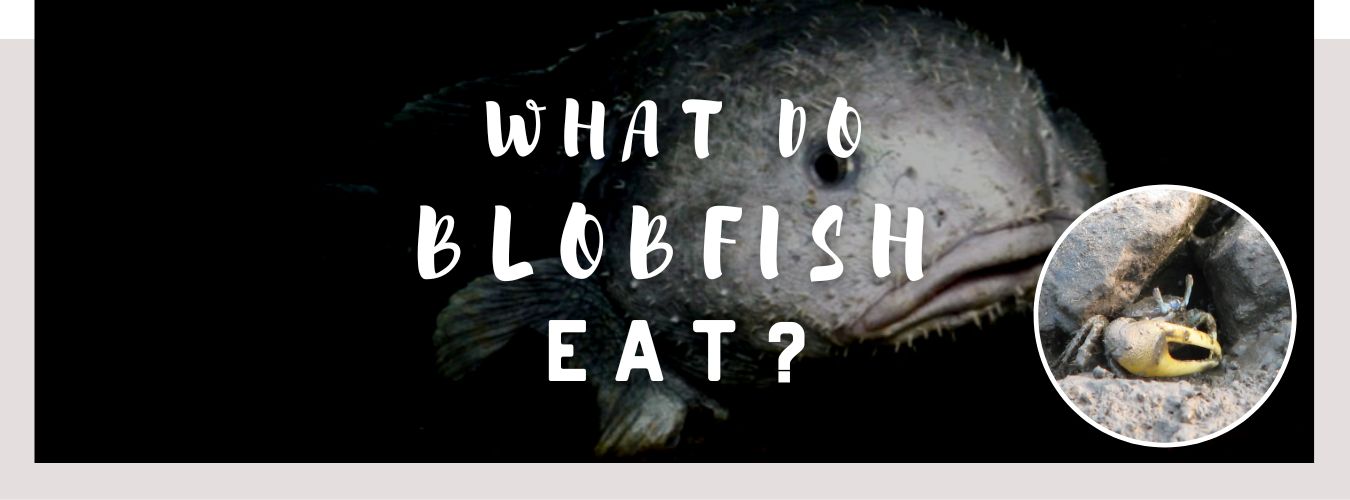 ᐅ What Do Blobfish Eat? Unique Diet(03)