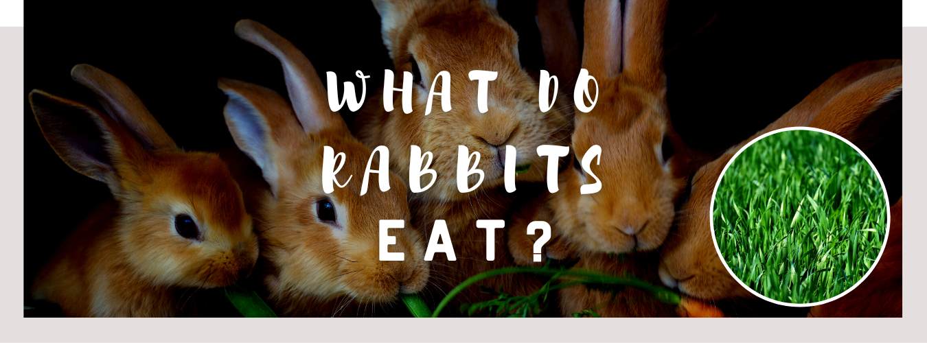 ᐅ What Do Rabbits Eat? Understanding their Diet