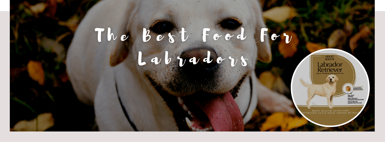 ᐅ The Best Food For Labradors? Top Picks