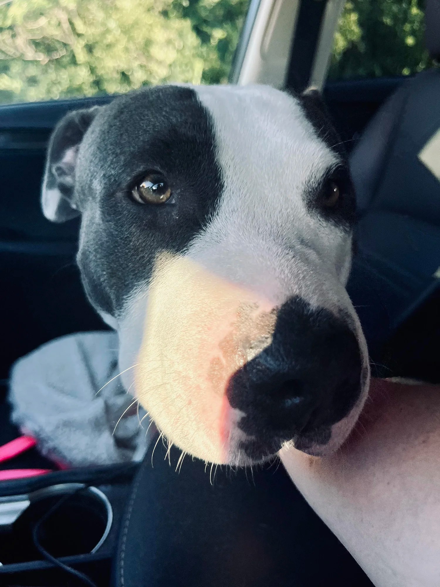 Lucy What A Pittie Pitbull Sanctuary