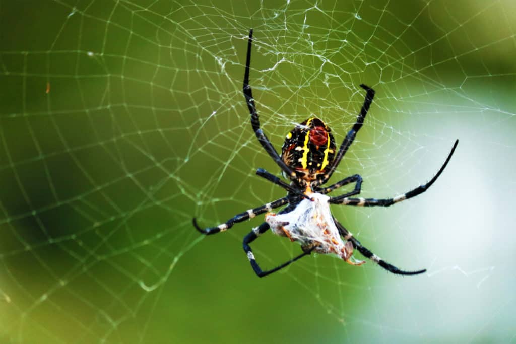 How Long Can Spiders Live Without Food?