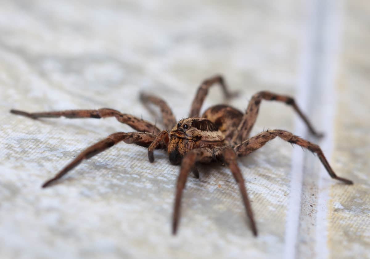 How Long Do Spiders Live? One Species Can Live For Decades WhatBugIsThat