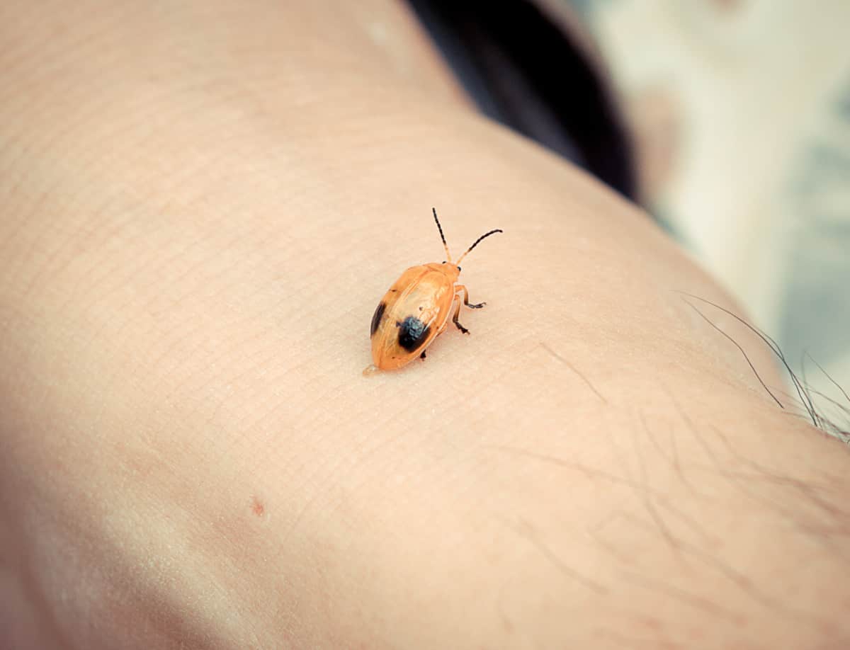 Do Ladybugs Poop? WhatBugIsThat