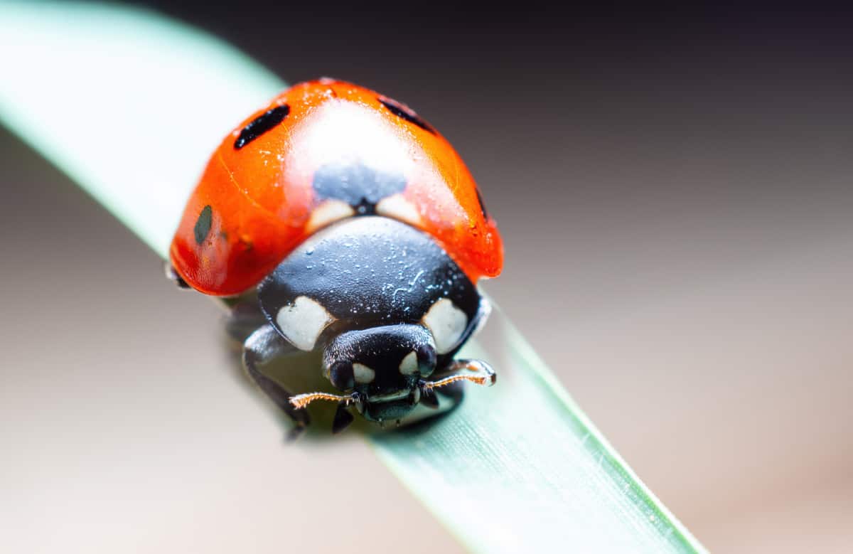 How Many Eyes Do Ladybugs Have? WhatBugIsThat