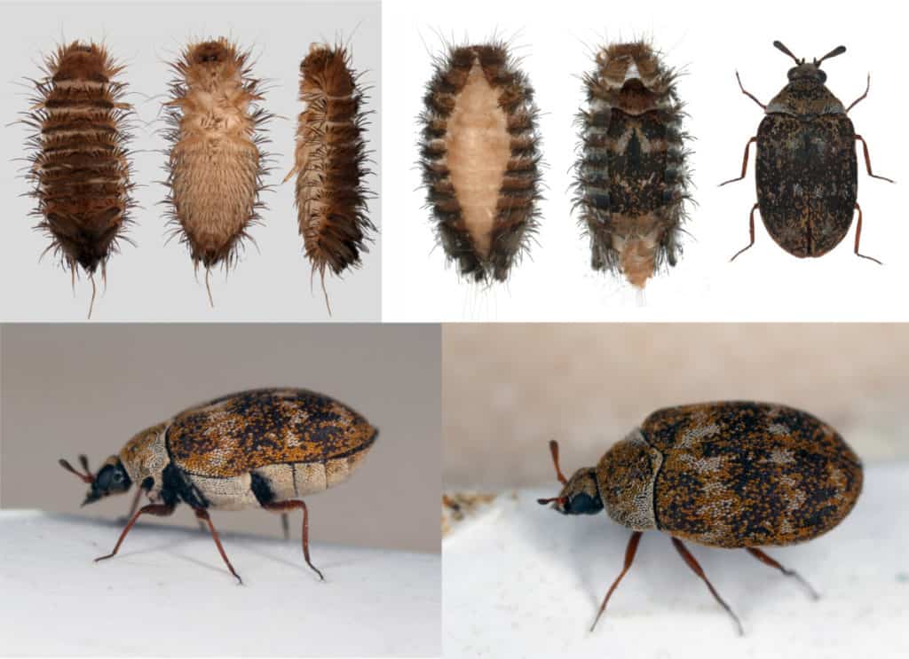 What Causes Carpet Beetles? What Should You Watch Out For? WhatBugIsThat