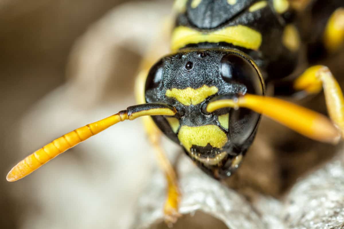Are Wasps Attracted To Light? WhatBugIsThat