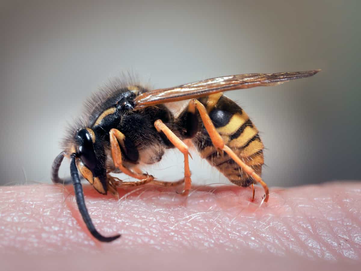 Are Wasps Dangerous? WhatBugIsThat