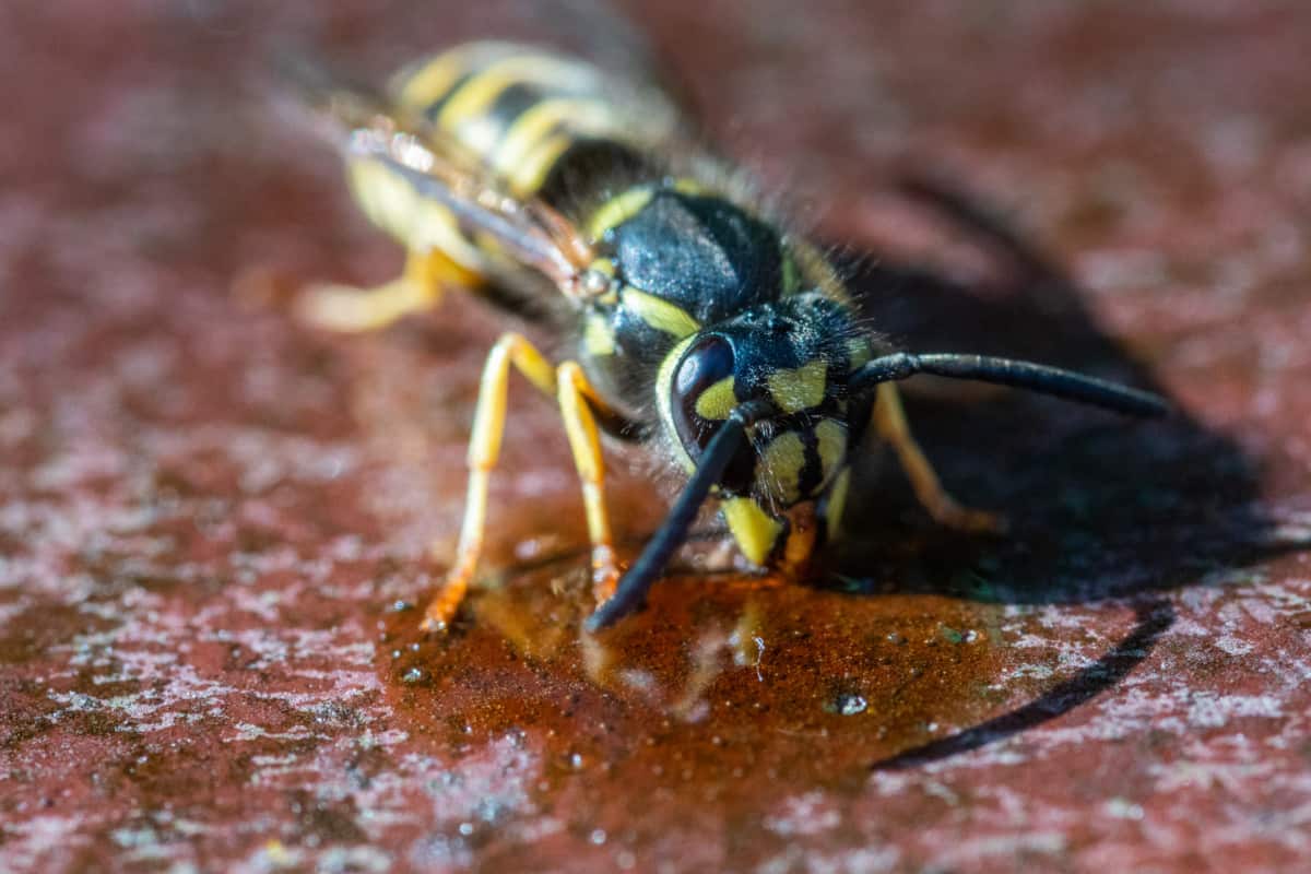 What Do Wasps Eat? WhatBugIsThat