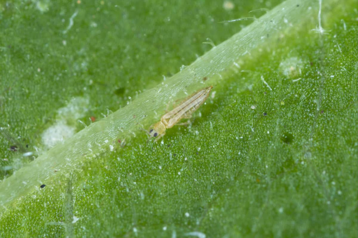 What Eats Spider Mites? WhatBugIsThat