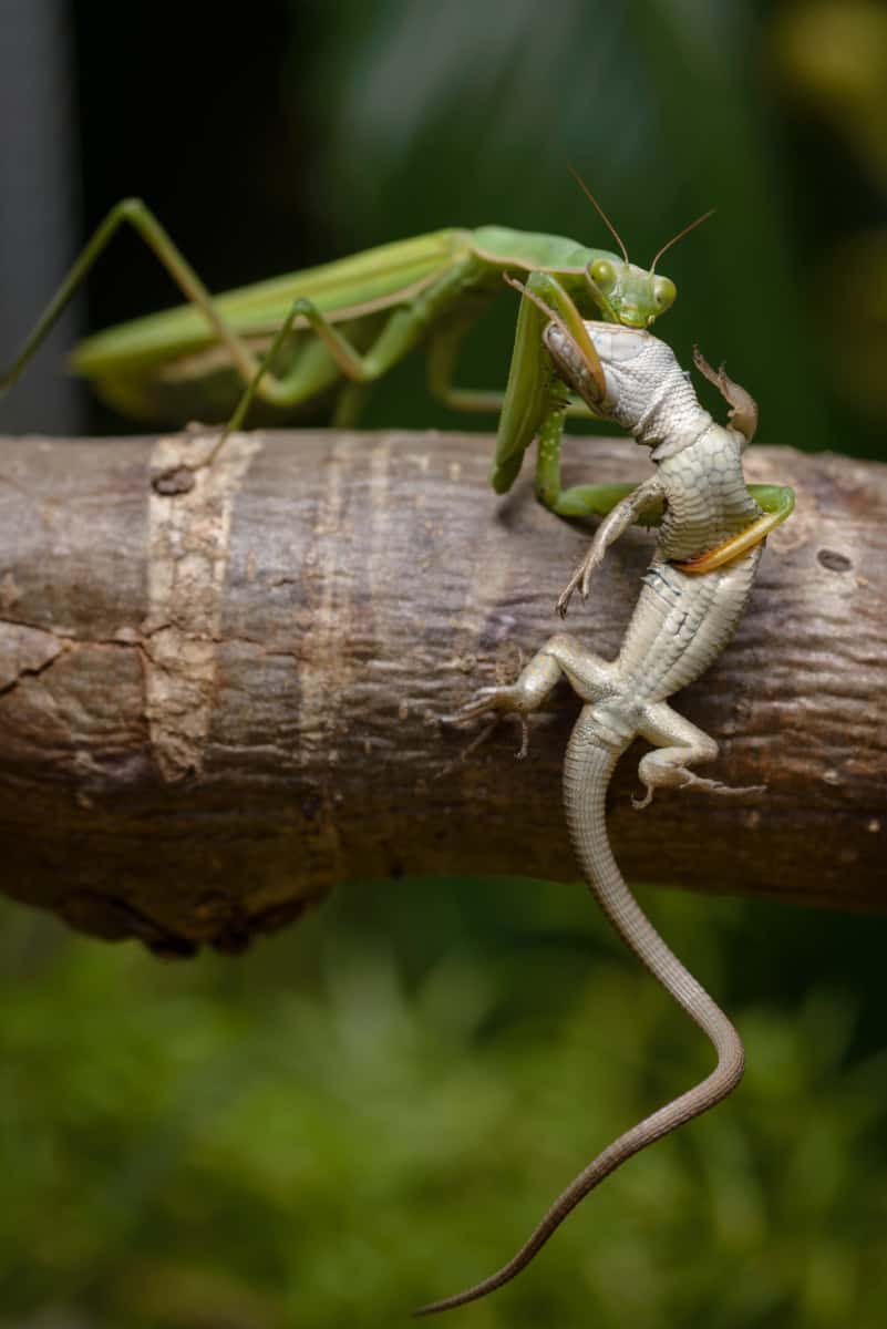 Praying Mantis Vs Stick Bug. Are They The Same Thing? WhatBugIsThat