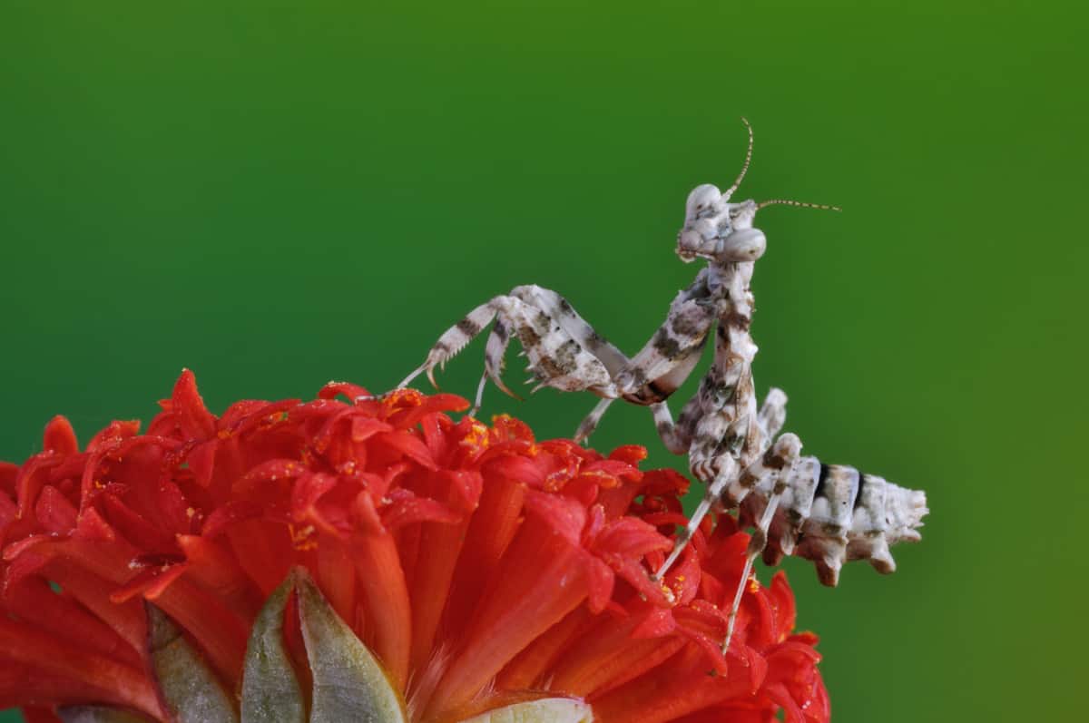 Are White Praying Mantises Rare? WhatBugIsThat