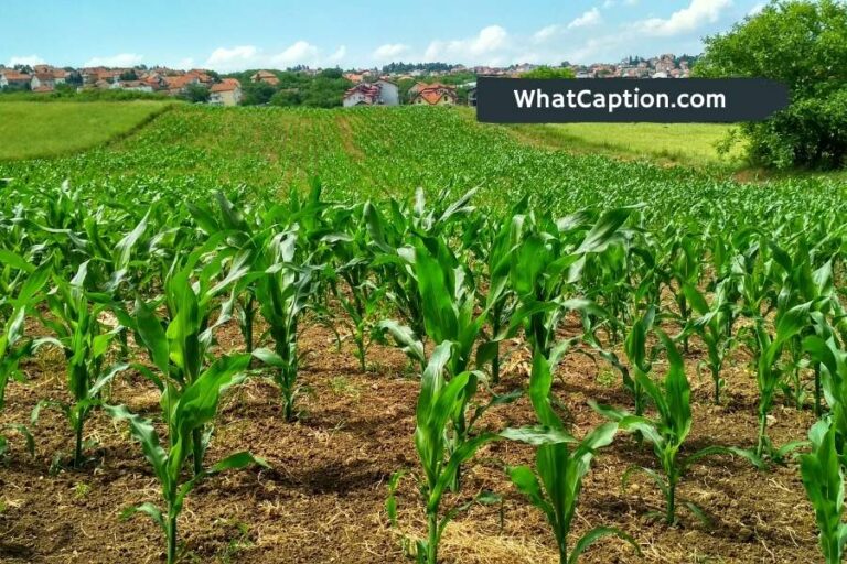 Farm Captions for Instagram with Quotes What Caption?