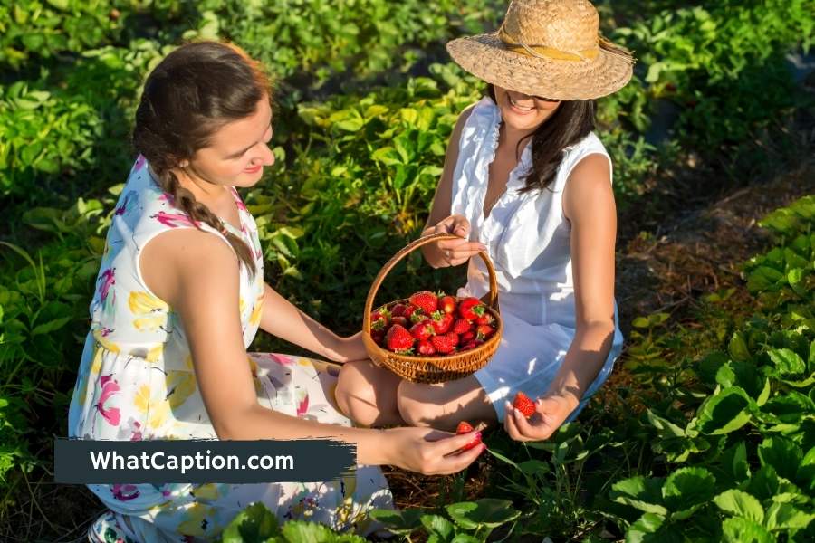 Strawberry Picking Quotes and Captions for Instagram What Caption?