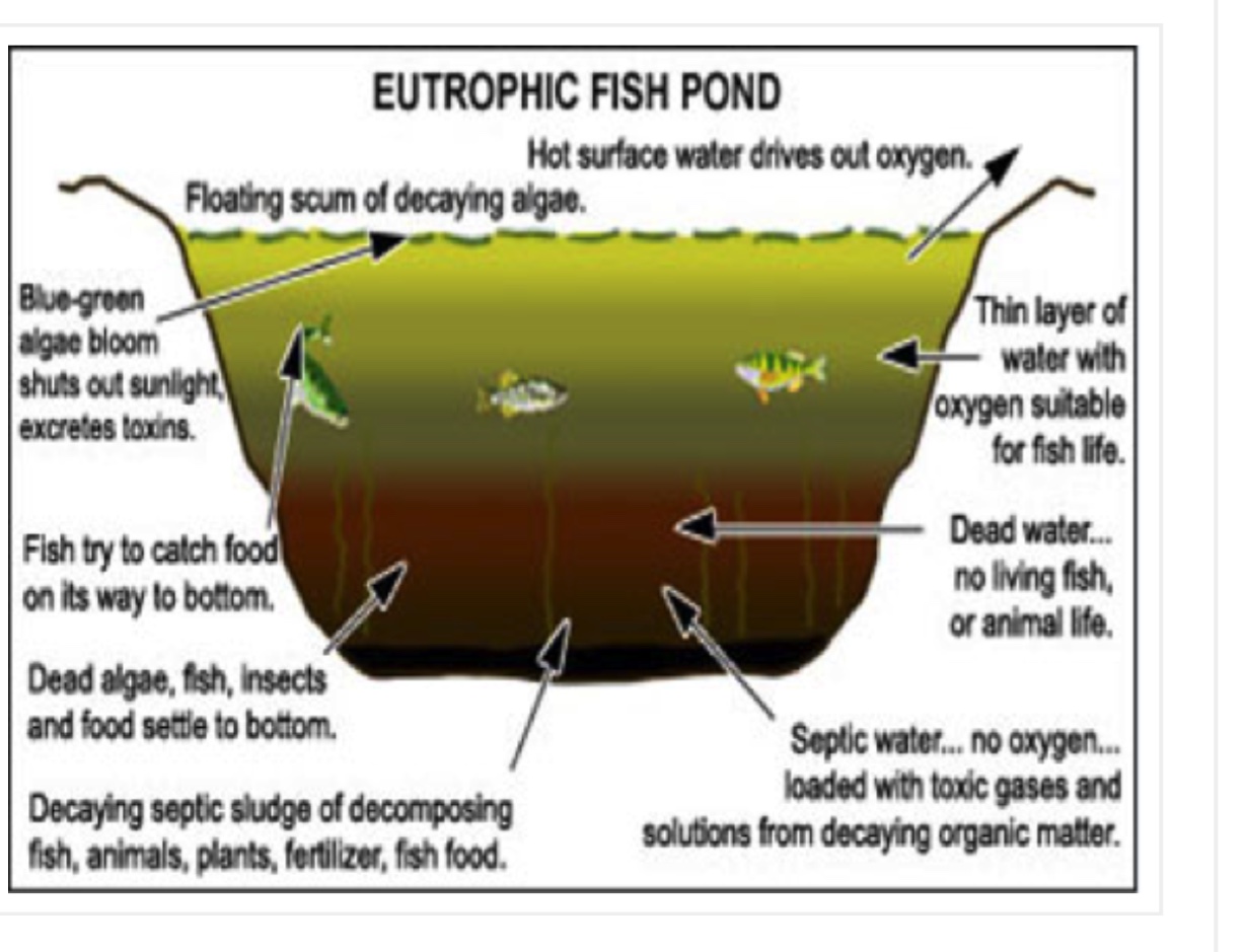 Lake Low Dissolved Oxygen (DO) How did it Get that way and