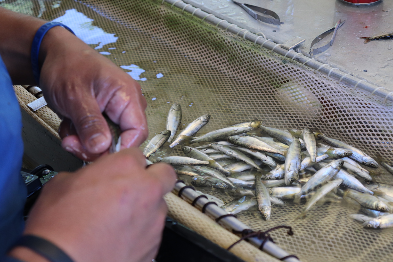 Strong Run of Spring Chinook Salmon Predicted Watch Online