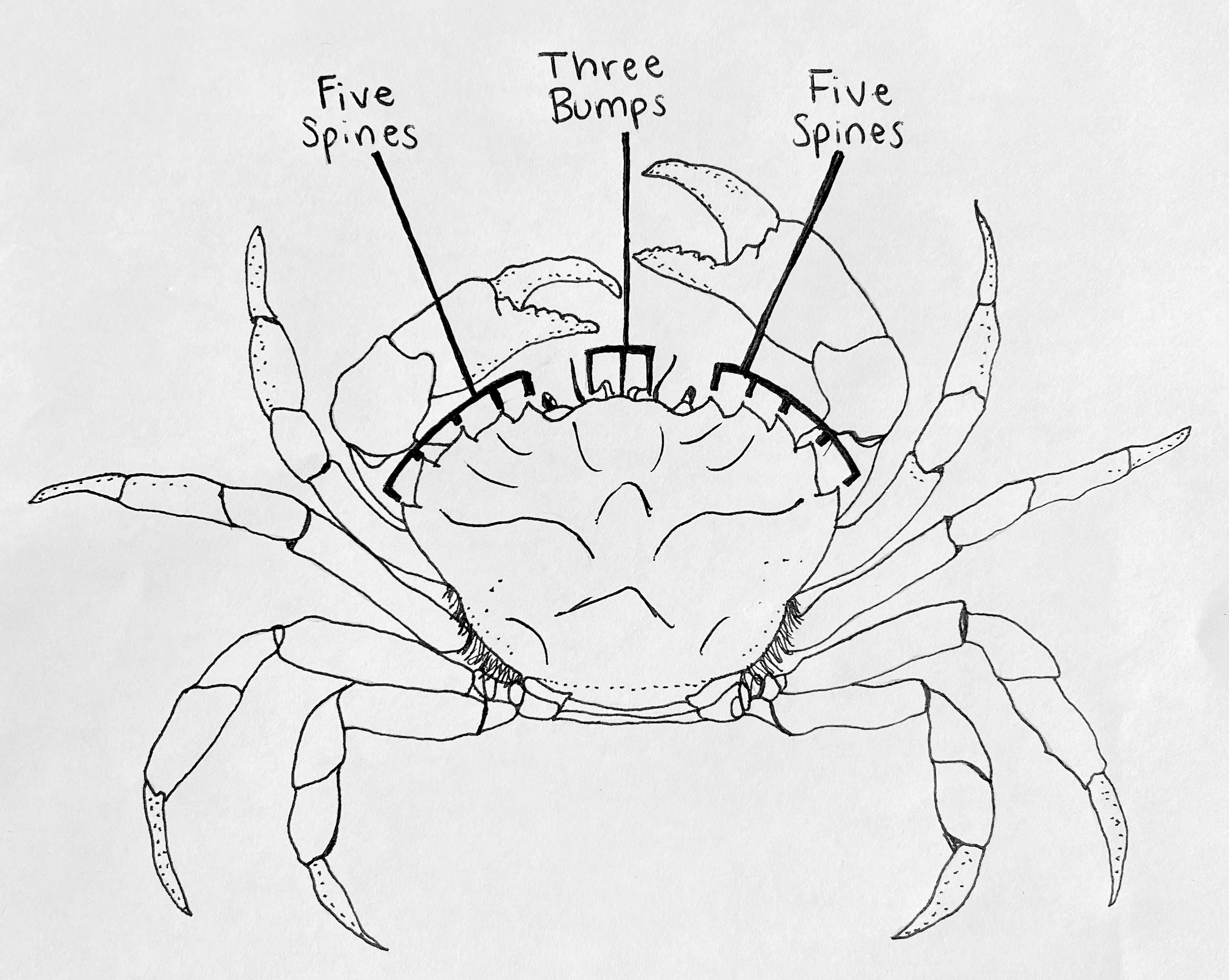 European Green Crabs Invade County Watch Online